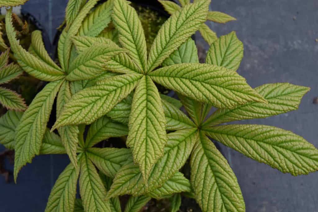 Rodgersia aesculifolia ---